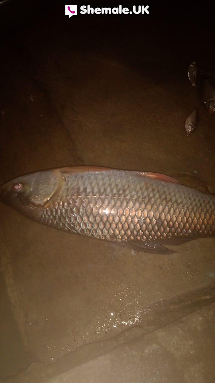 Bijoysan